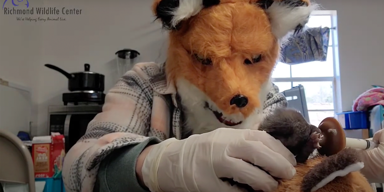 Wildlife care staff wear fox masks to care for orphaned kit