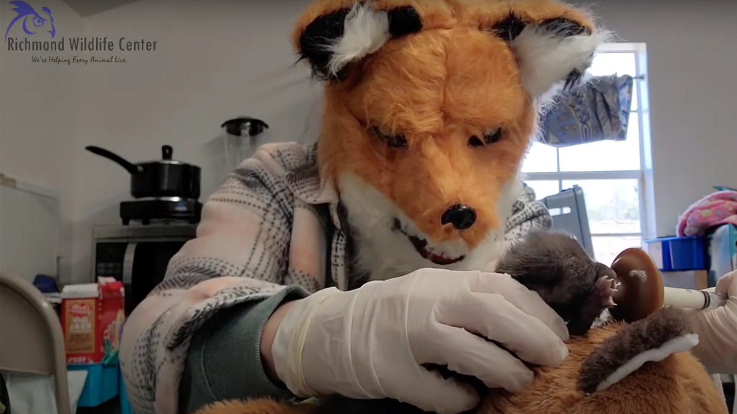 a human wears a fox mask while feeding a baby fox in its care