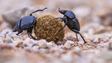 When steering balls of poop, dung beetles use the stars to navigate