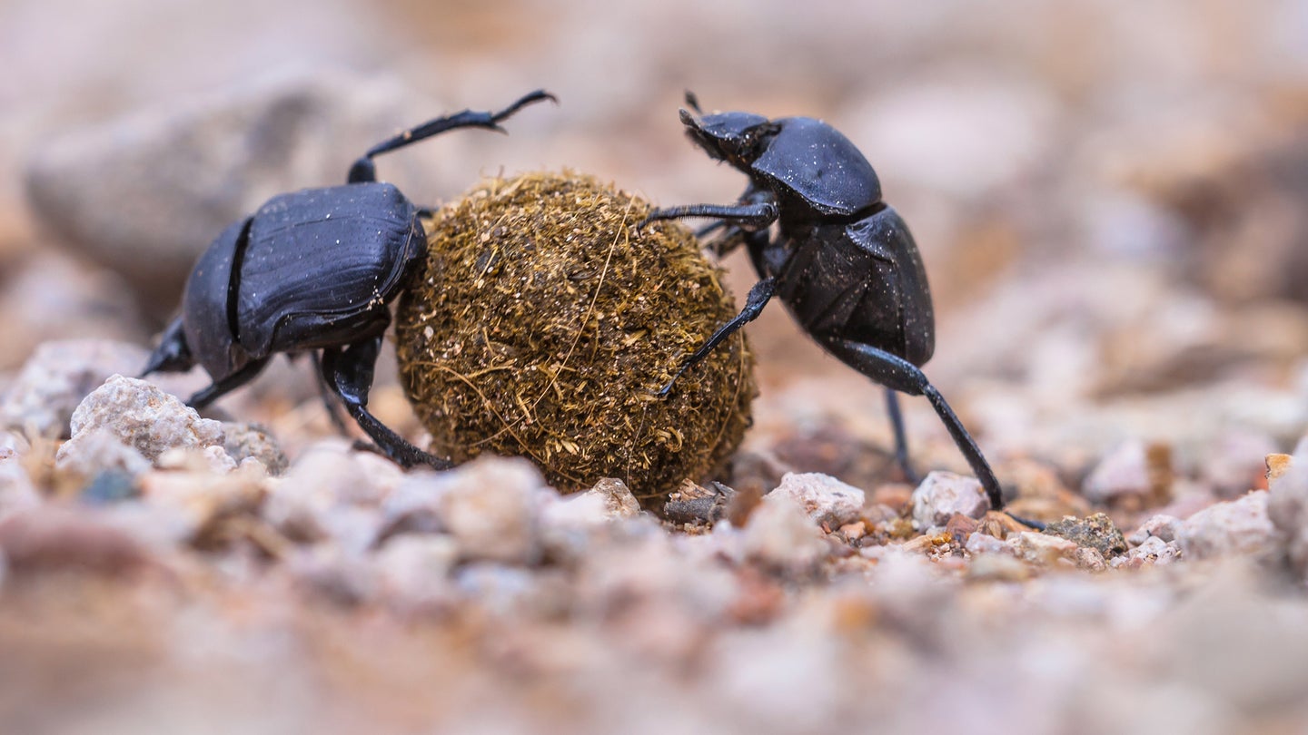 dung beetles with a ball of poop