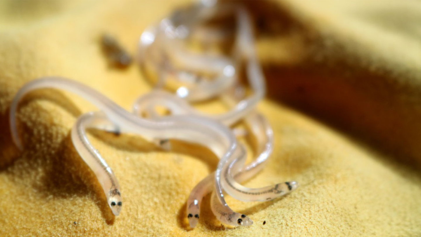 several small and translucent glass eels on a yellow cloth