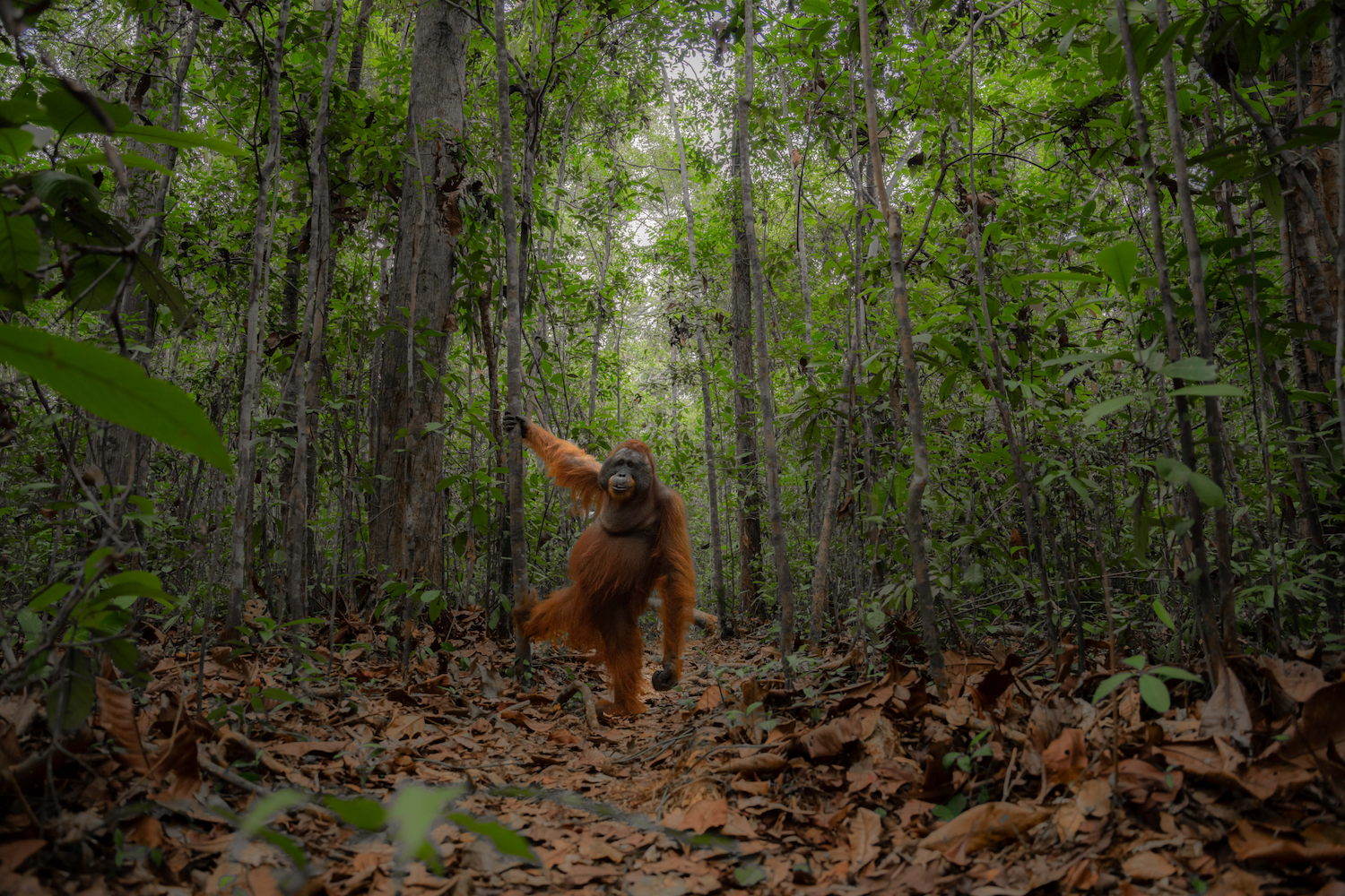 a large orangutan stands in the woods holding a tree