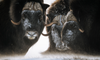 three musk ox with snow on their faces 