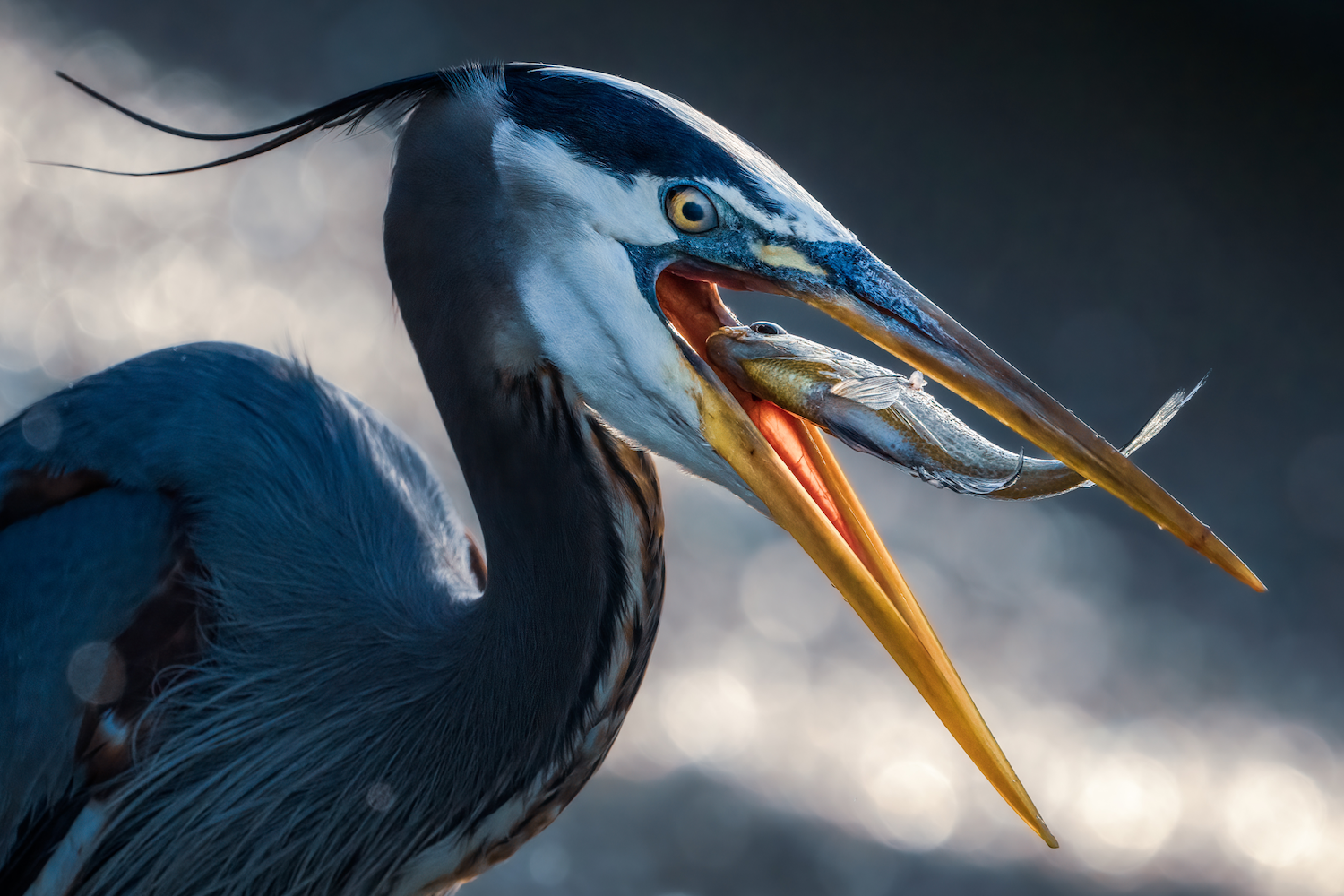 a blue bird with a yellow beak open and a fish inside its mouth
