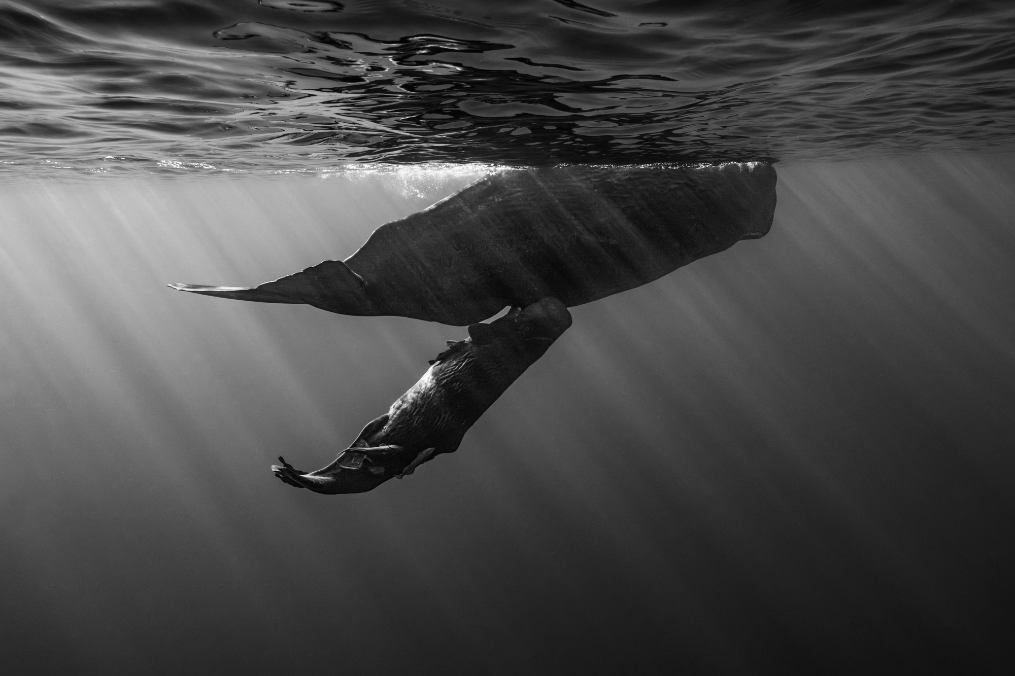 a baby whale facing up towards its mother underwater 