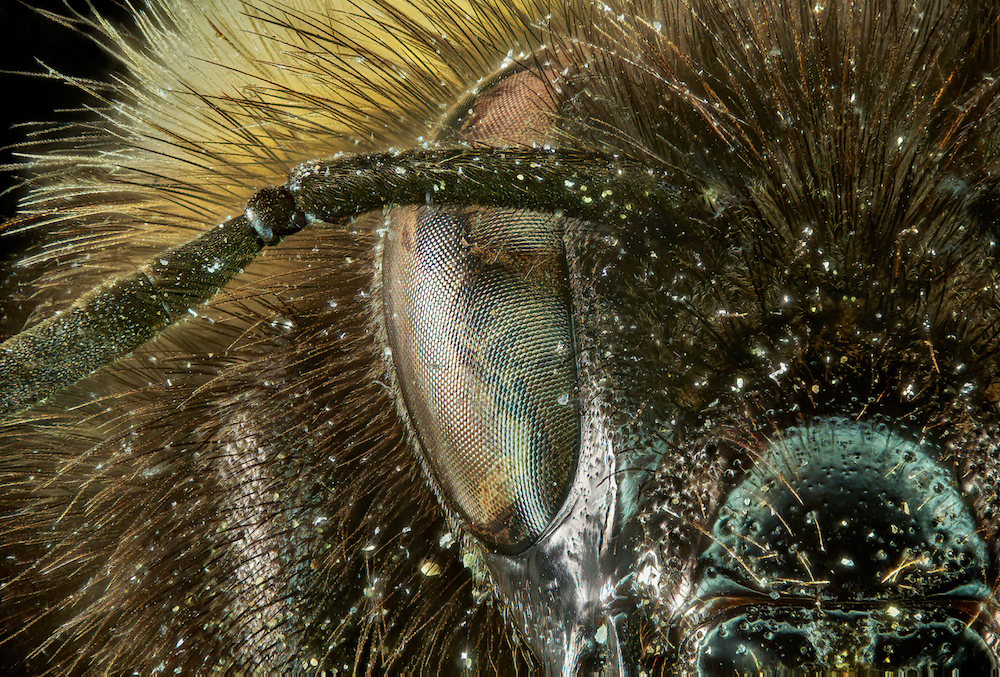 extreme closeup of a bee's eye and antenna