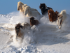 eight white, brown, and black horses run through the snow