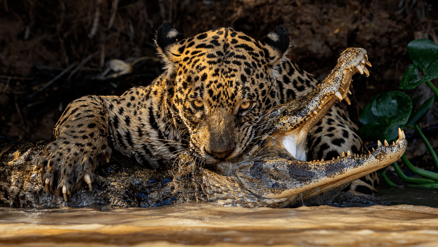 12 wildlife photos showing the metal, serene, and cheeky side of nature