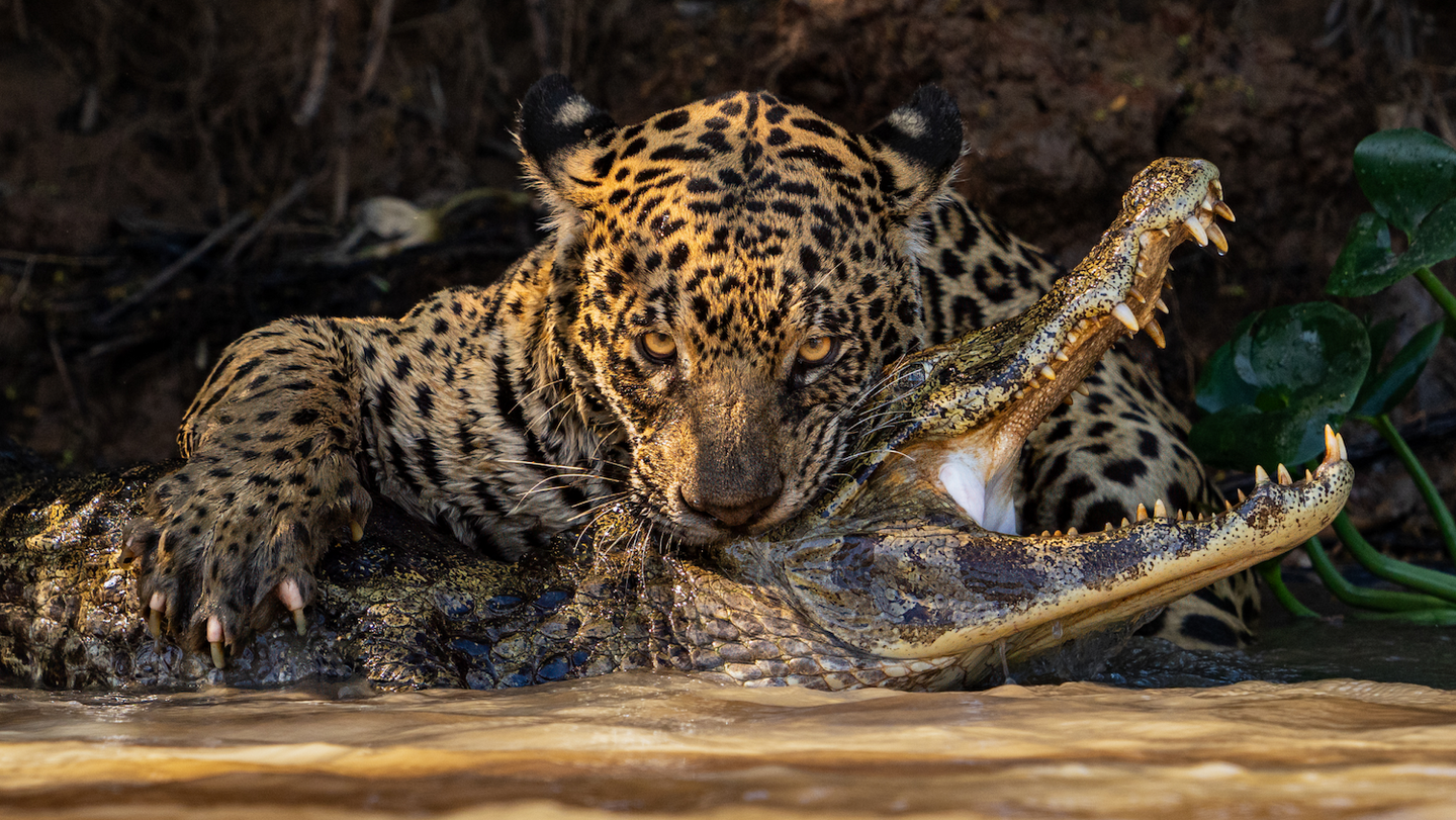 a jaguar bites the head of a caiman with its mouth open