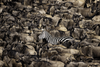 a solitary zebra standing amongst a herd of grey wildebeests 