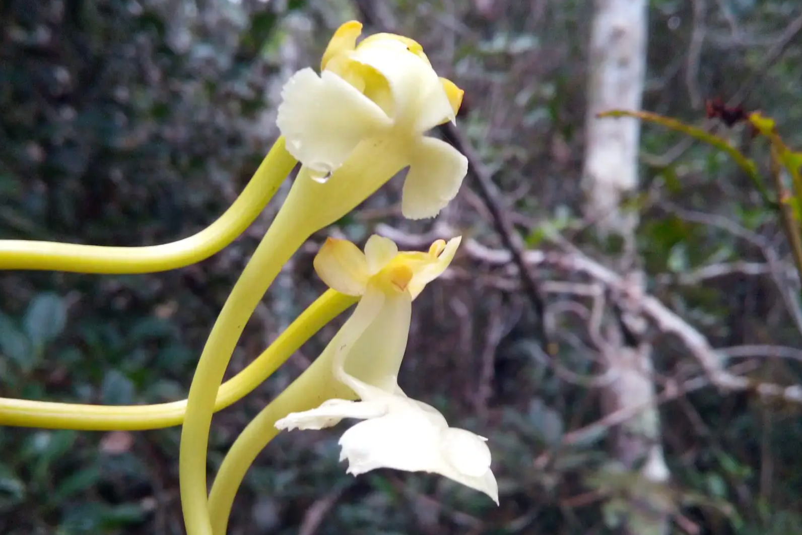 Nueva especie de orquídea ‘espectacular’ es polinizada por polillas