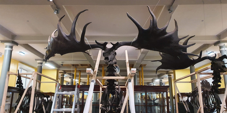 Ireland was once home to deer with massive 12-foot antlers