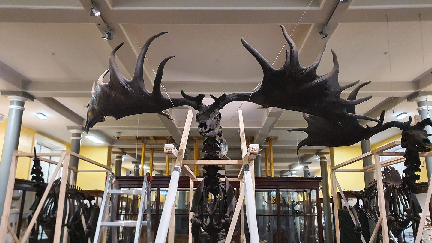 a close up of the antlers of an irish elk