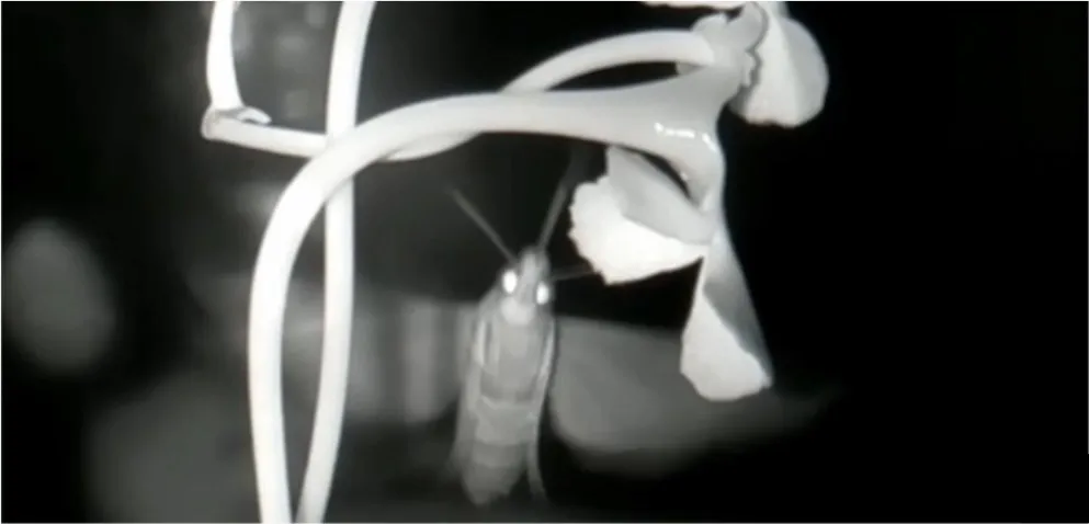 A screenshot of one unidentified small hawkmoth unsuccessful visit to an orchid, recorded with a camera trap.