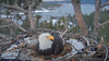 a female eagle sits on a nest with a lake in the background