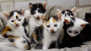 Kitten season is out of control. Are warmer winters to blame?