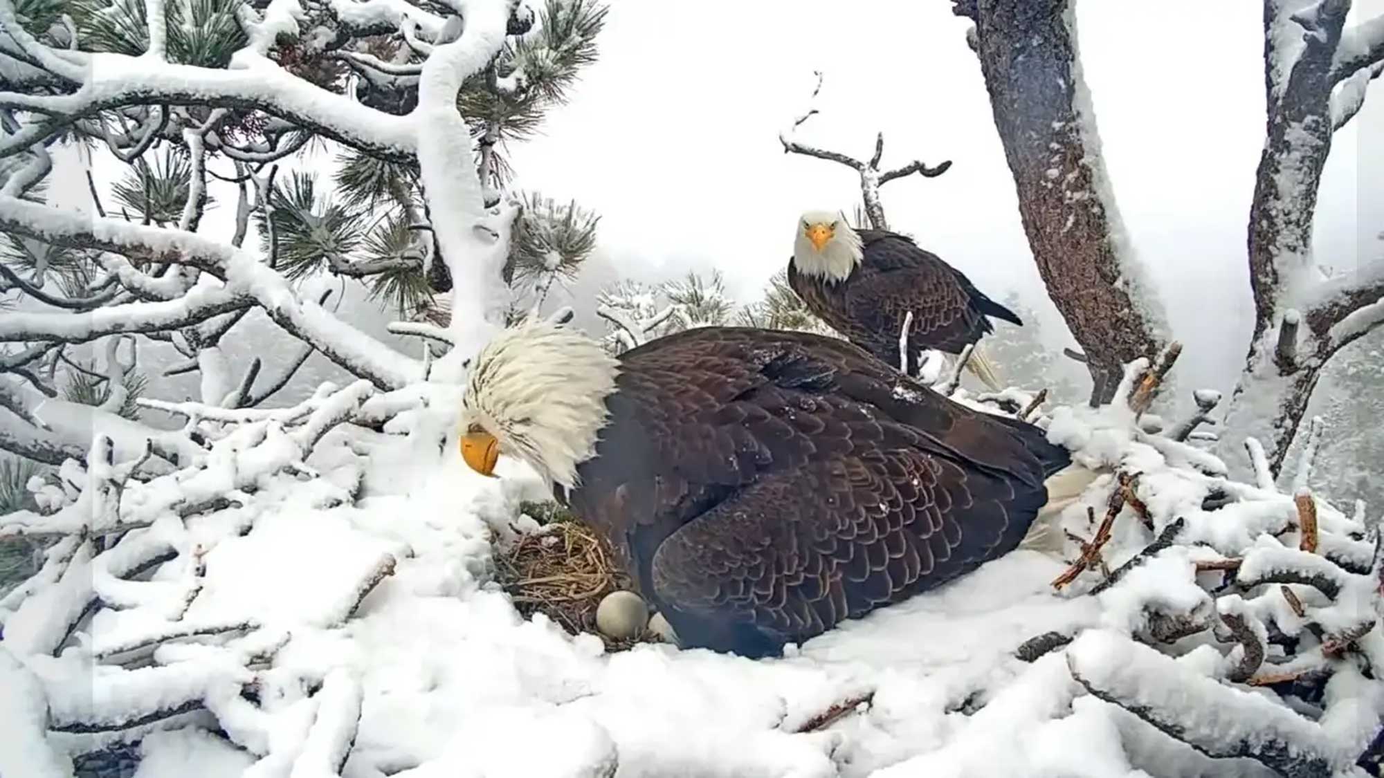 Sadly, these live-streamed bald eagle eggs likely won’t hatch