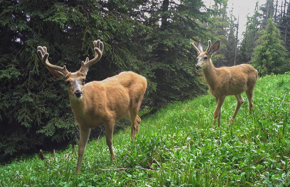  A pair of male mule deer camera trapped in Cathedral Provincial Park, British Columbia, Canada. Credit: Cole Burton, UBC WildCo