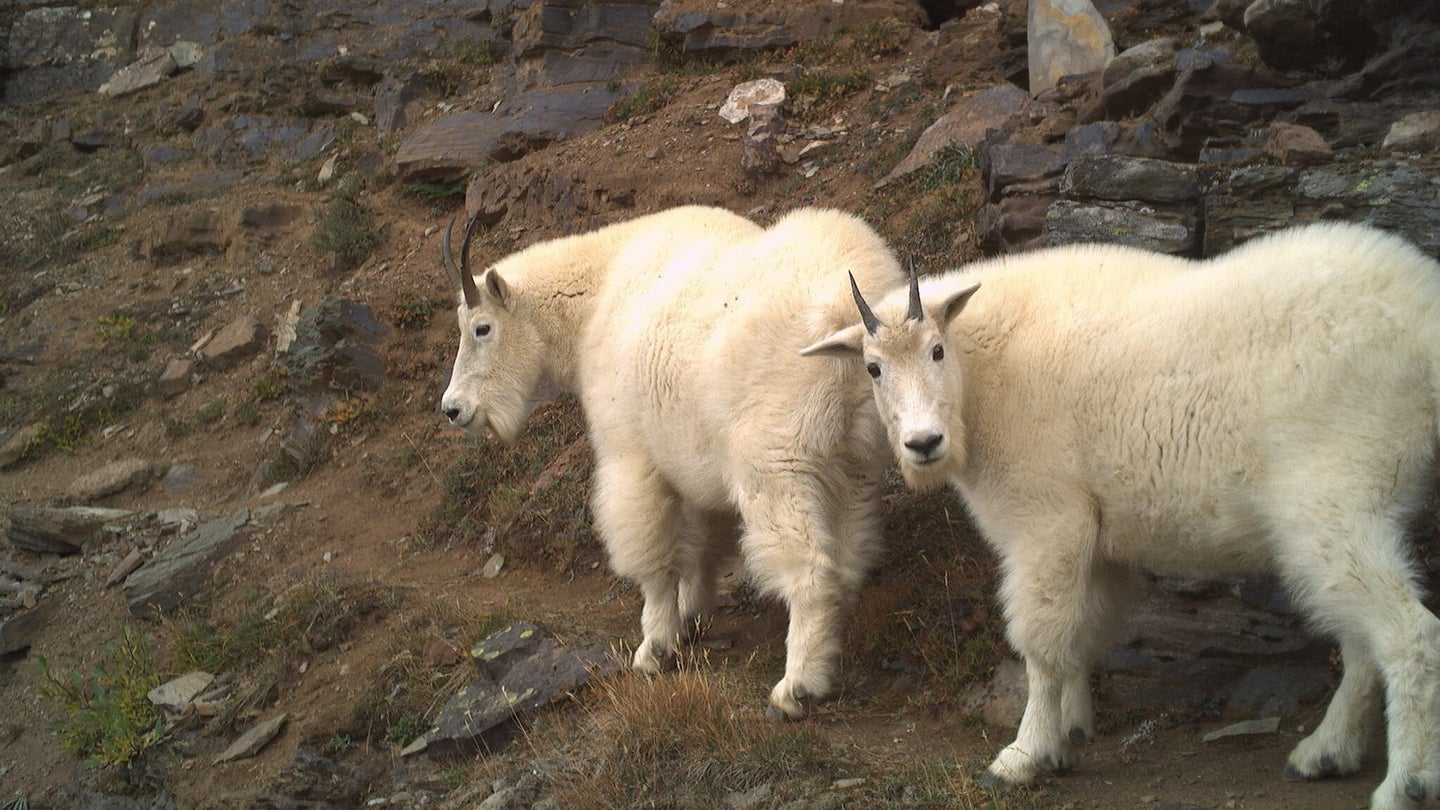 A pair of mountain goats camera trapped walking along a hiking trail near Lake Louise, Banff National Park, Canada.