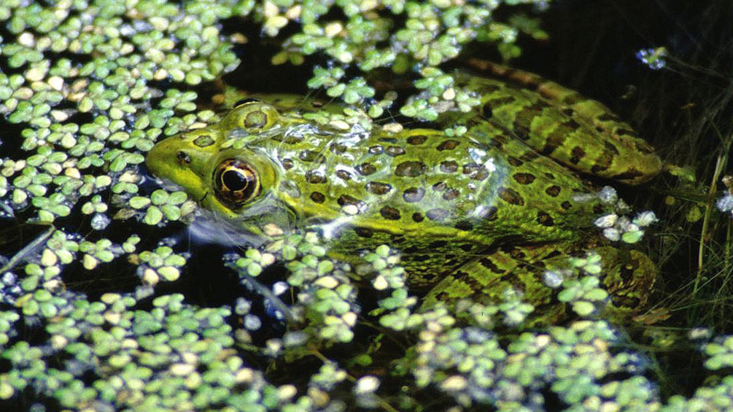 The threatened Chiricahua leopard frog, in Sycamore Canyon, Arizona. The species can be difficult to spot in the murky, often deep, water holes that they inhabit.