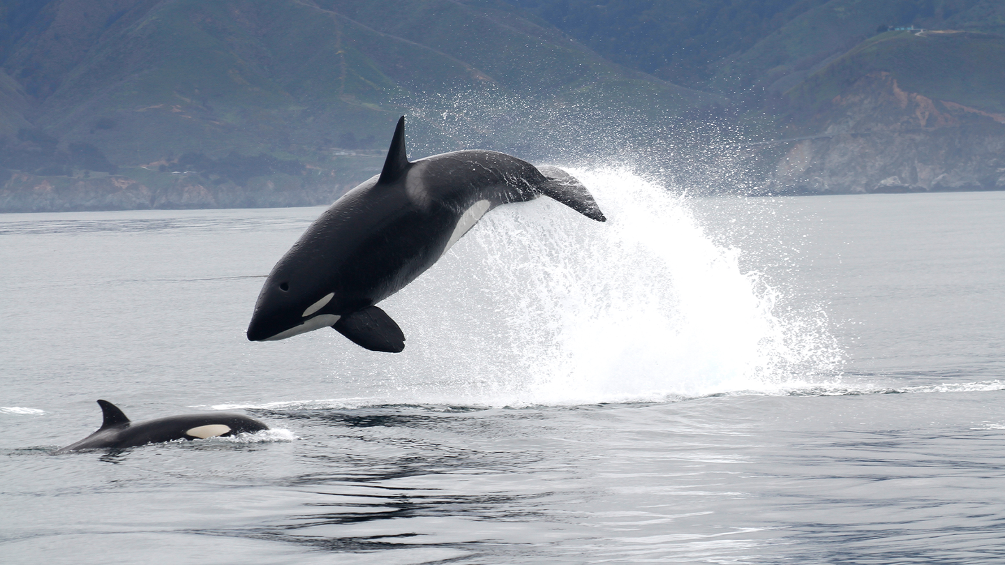 a black and white orca whale leaps out of the ocean while hunting a sea lion. another whale is surfacing near by.