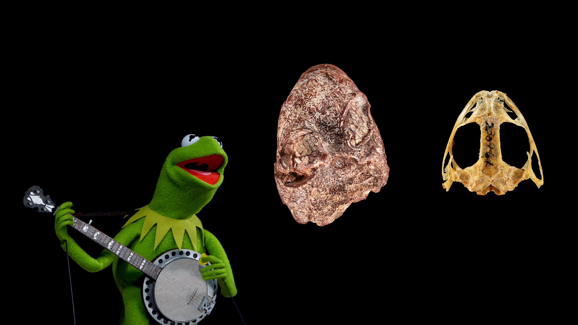 Kermit the Frog strumming the banjo, along with a fossil skull of Kermitops (left) and a modern frog skull (right). Kermitops’ discovery is filling in some major evolutionary gaps for amphibians.