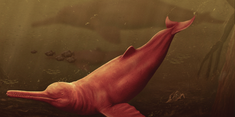 Paleontologists uncover enormous fossilized river dolphin skull in Peru