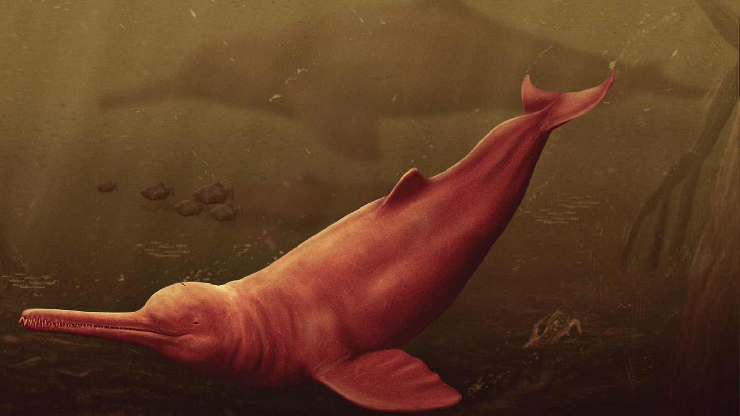 an illustration of an extinct species of pink river dolphin in murky water