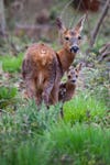 a mother deer stands in front of her fawn in a grass field, both looking at the camera