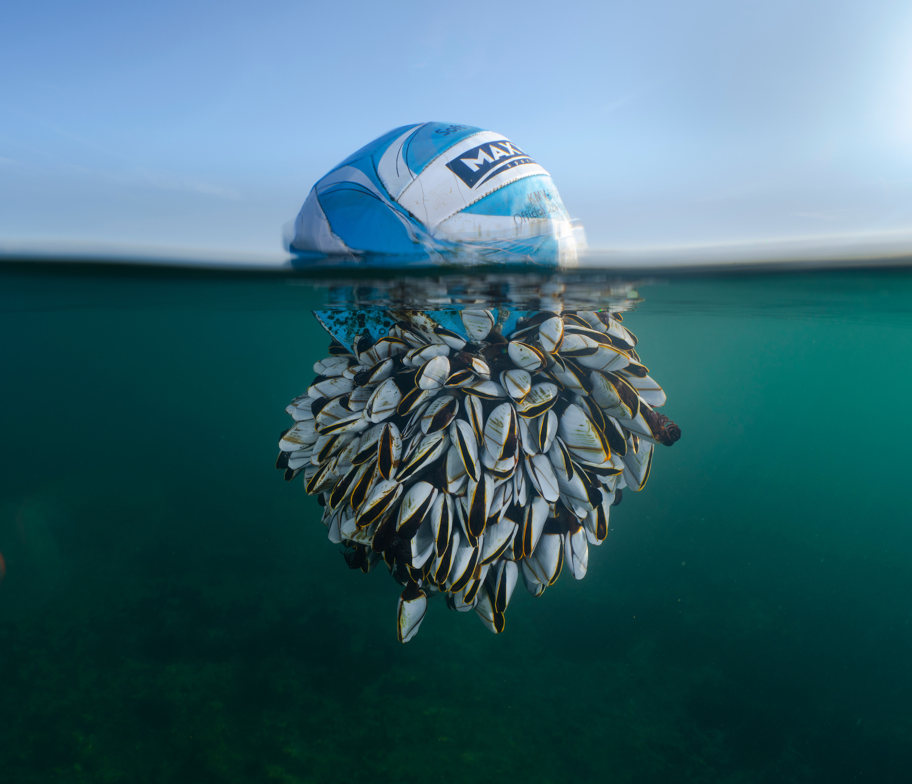 a soccer ball floats on the water. under the waterline are dozens of barnacles attached to the bottom of the ball