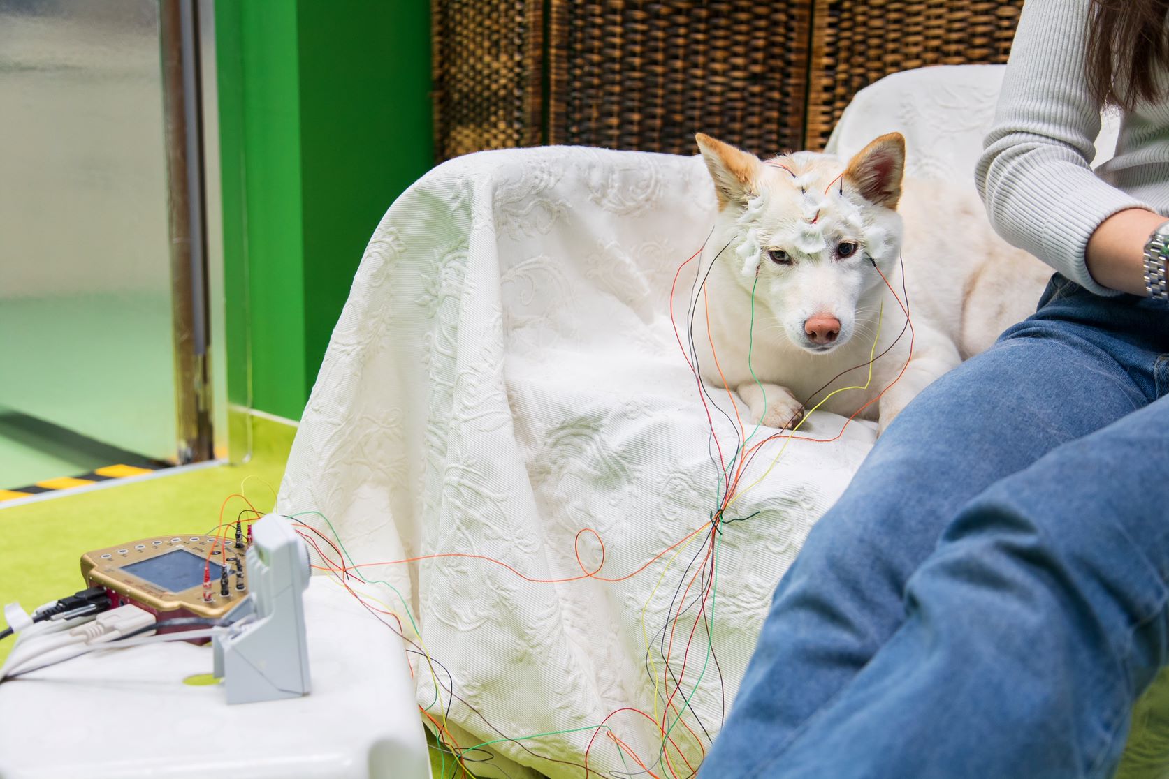 a photograph of a dog EEG experimental setup