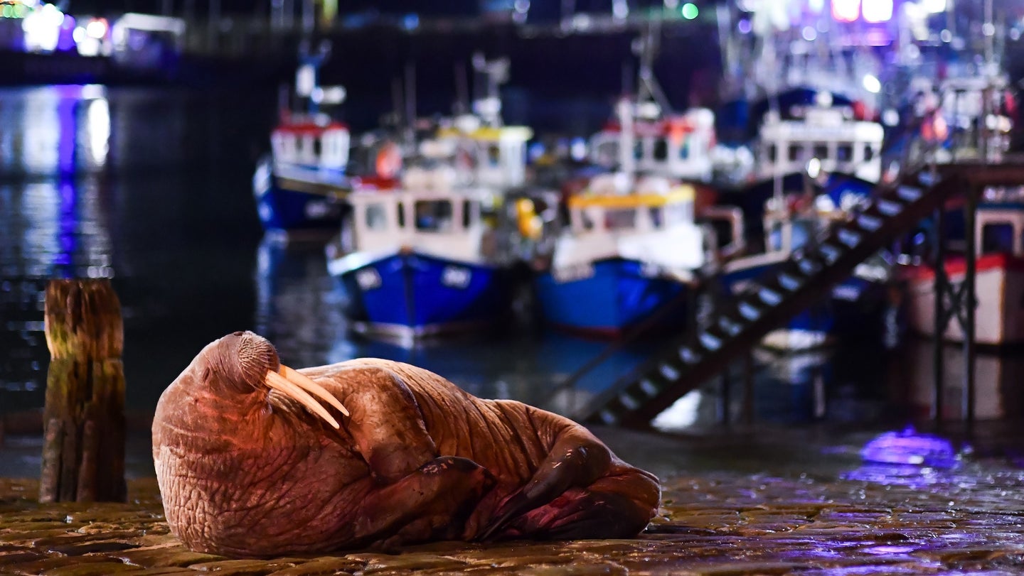 a walrus lays on the cement in front of boats at night