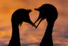 silhouette of two birds on an orange background