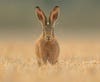 a brown hare looks at the camera in a field of golden grass