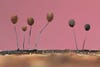 balloon-like plants on a pink background
