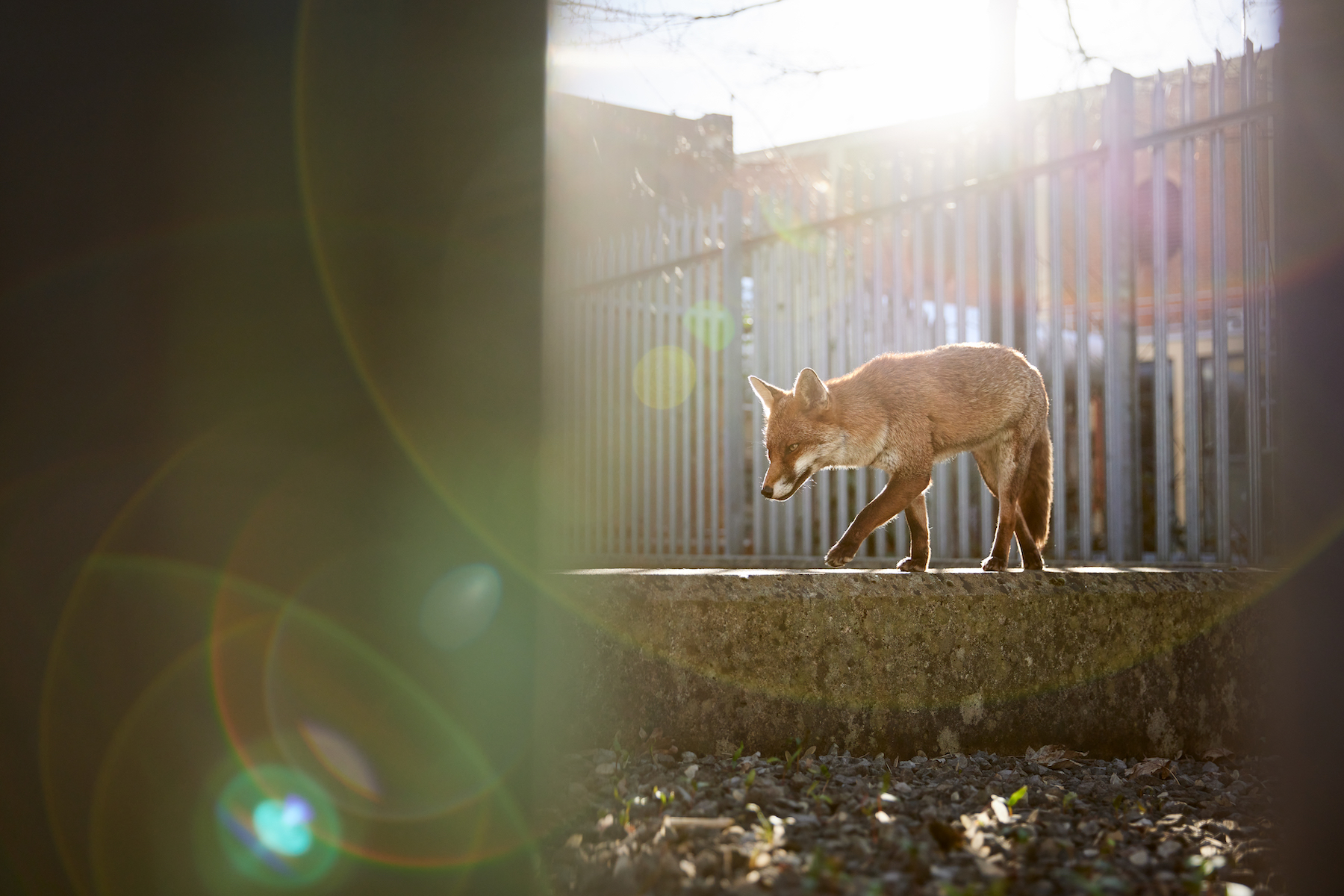 a fox walks on a concrete wall with the sun reflecting behind her