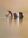 three frog heads poking out of the water