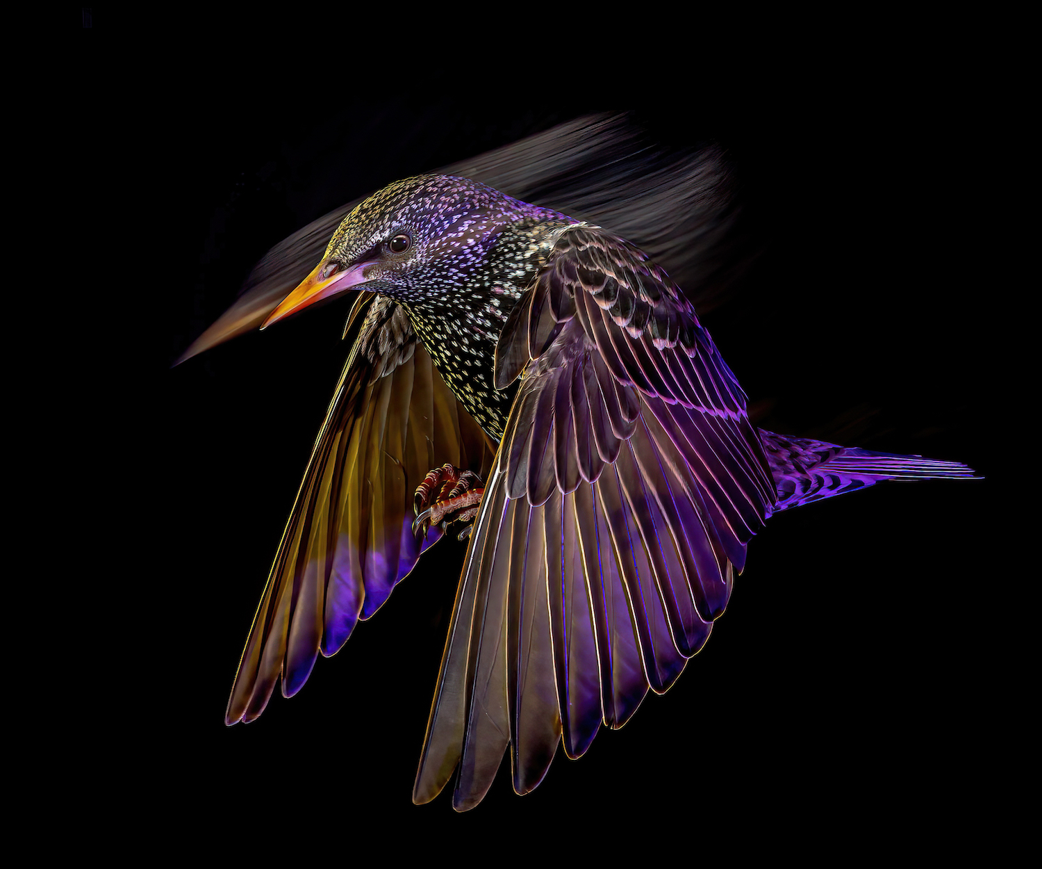 a white-spotted black bird light with purple light on a black background 