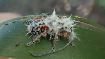 New fluffy longhorn beetle discovered in Australia