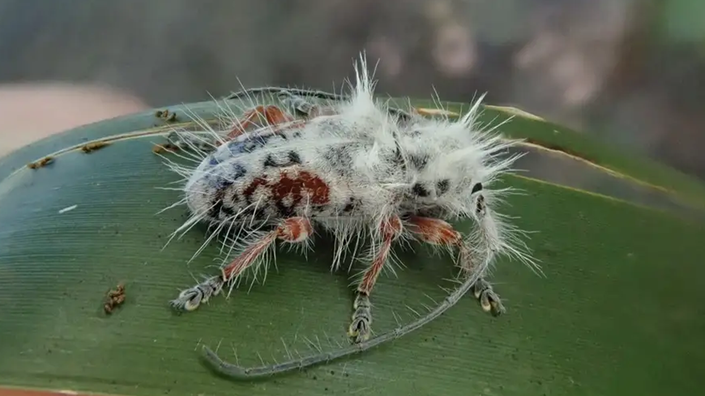 A beetle with black and white fuzz sits on a leaf.