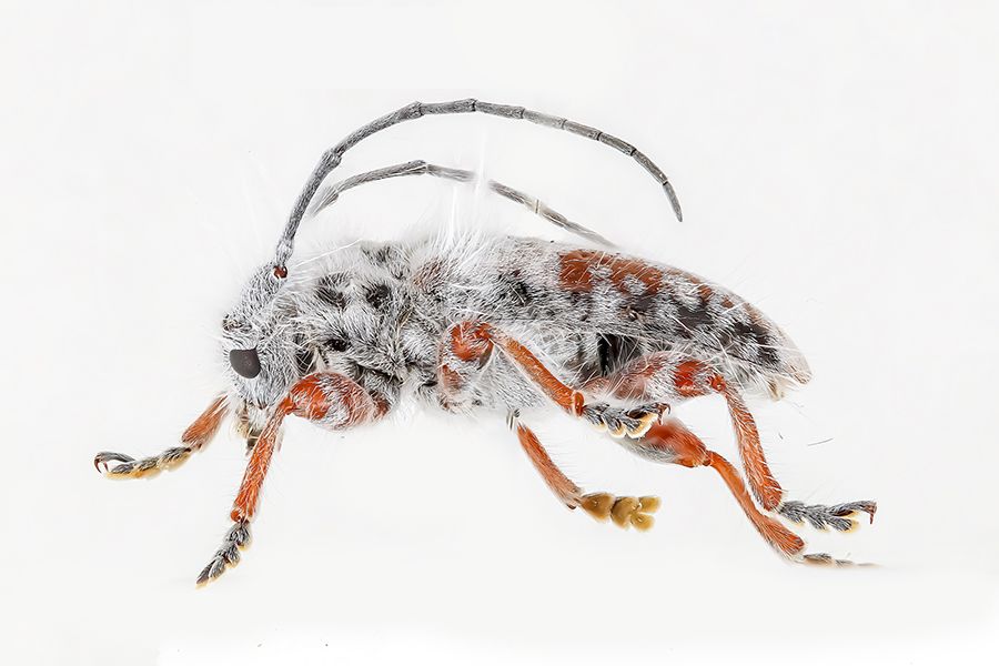 A side view of Excastra albopilosa. This beetle has six legs, two horns, and black and white fuzz on its exterior. 