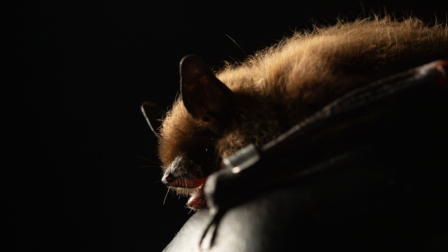 bat in the dark