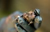 Biologist Jesika Reimer is leading the first-ever gene-flow study of little brown bats outside the southeast arm of Alaska to find out where they’re hibernating. An identification band is clipped to the bat’s forearm, which enables biologists to track bats over time.