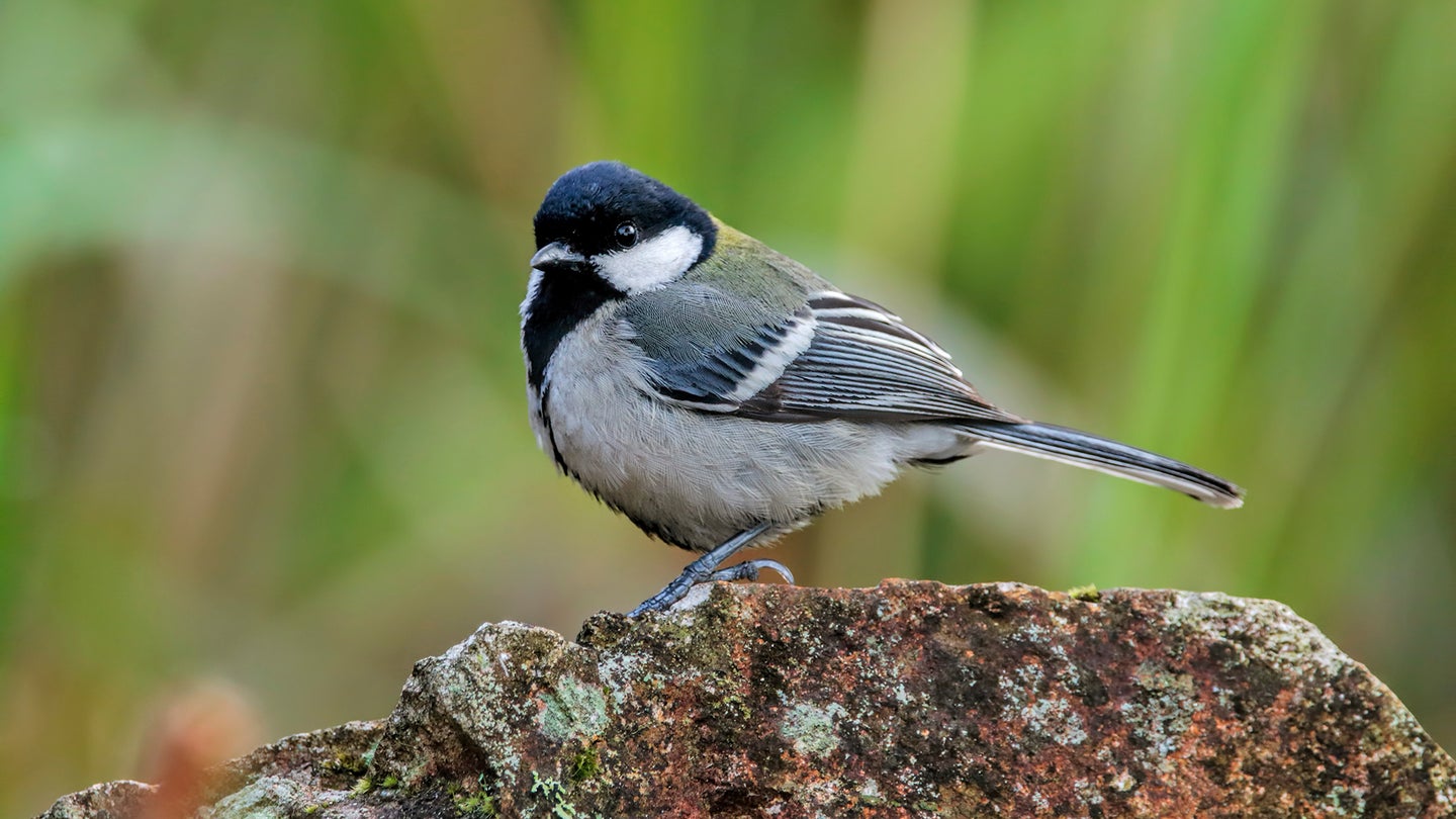 A songbird called the Japanese tit (Parus minor) perching on a rock in Thailand.