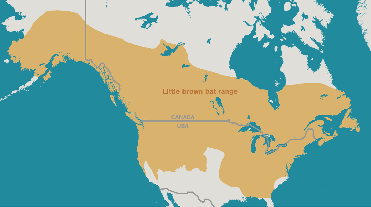 The little brown bat is currently the only documented species of bat in Alaska found outside the state’s southeast arm, ranging as far north as the 64th parallel. Map data from ArcGIS, range data from IUCN