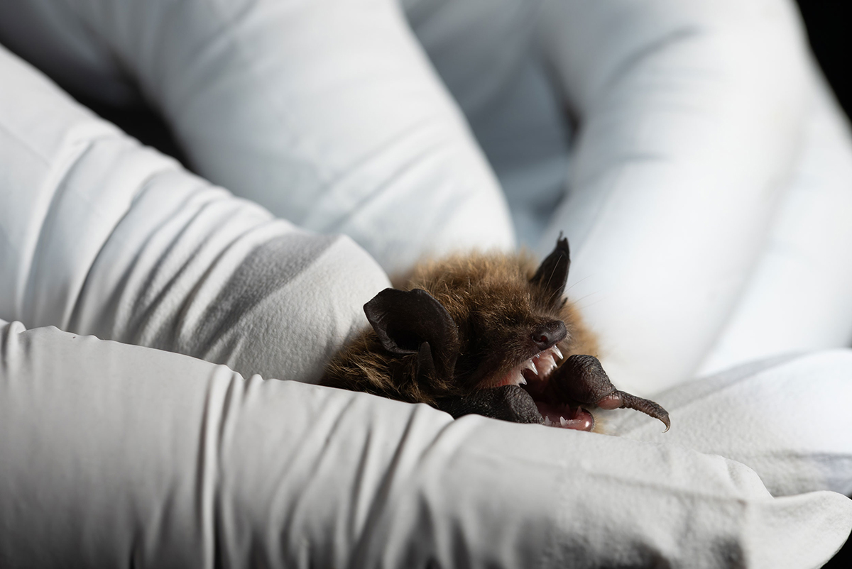 The cold poses serious challenges for Myotis lucifugus in Alaska. Reimer is currently documenting cases of damaged ear tissue, which could be caused by frostbite.