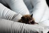 The cold poses serious challenges for Myotis lucifugus in Alaska. Reimer is currently documenting cases of damaged ear tissue, which could be caused by frostbite.