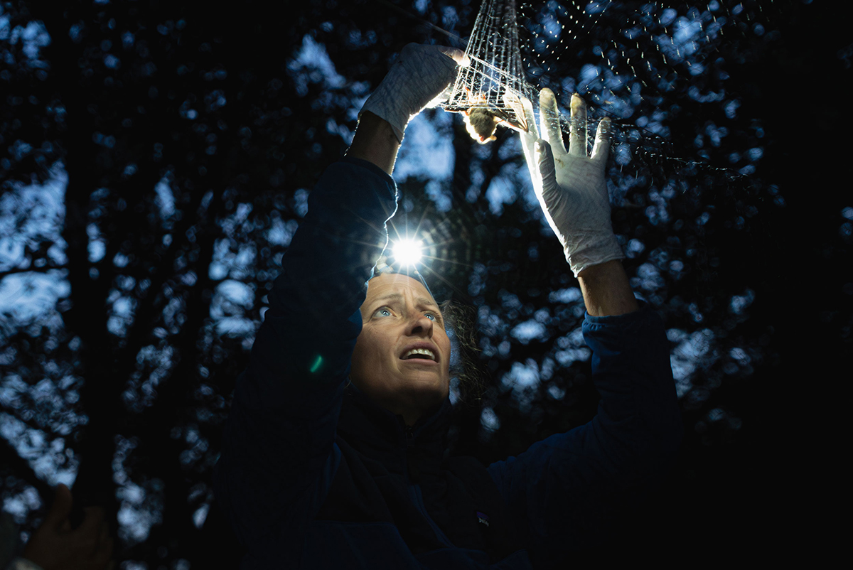 Reimer uses mist nets to capture little brown bats for analysis. Here, she expertly untangles a bat from the fine netting material at a field station in the community of King Salmon, on the Alaska Peninsula.