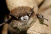 White-nose syndrome has killed an estimated 6.7 million bats since it was first detected in the eastern United States in 2006. The fungal disease spreads from bat to bat in large colonies. As the disease advances west, biologists are trying to learn more about little brown bats in Alaska before it reaches the north. Photo by USFWS