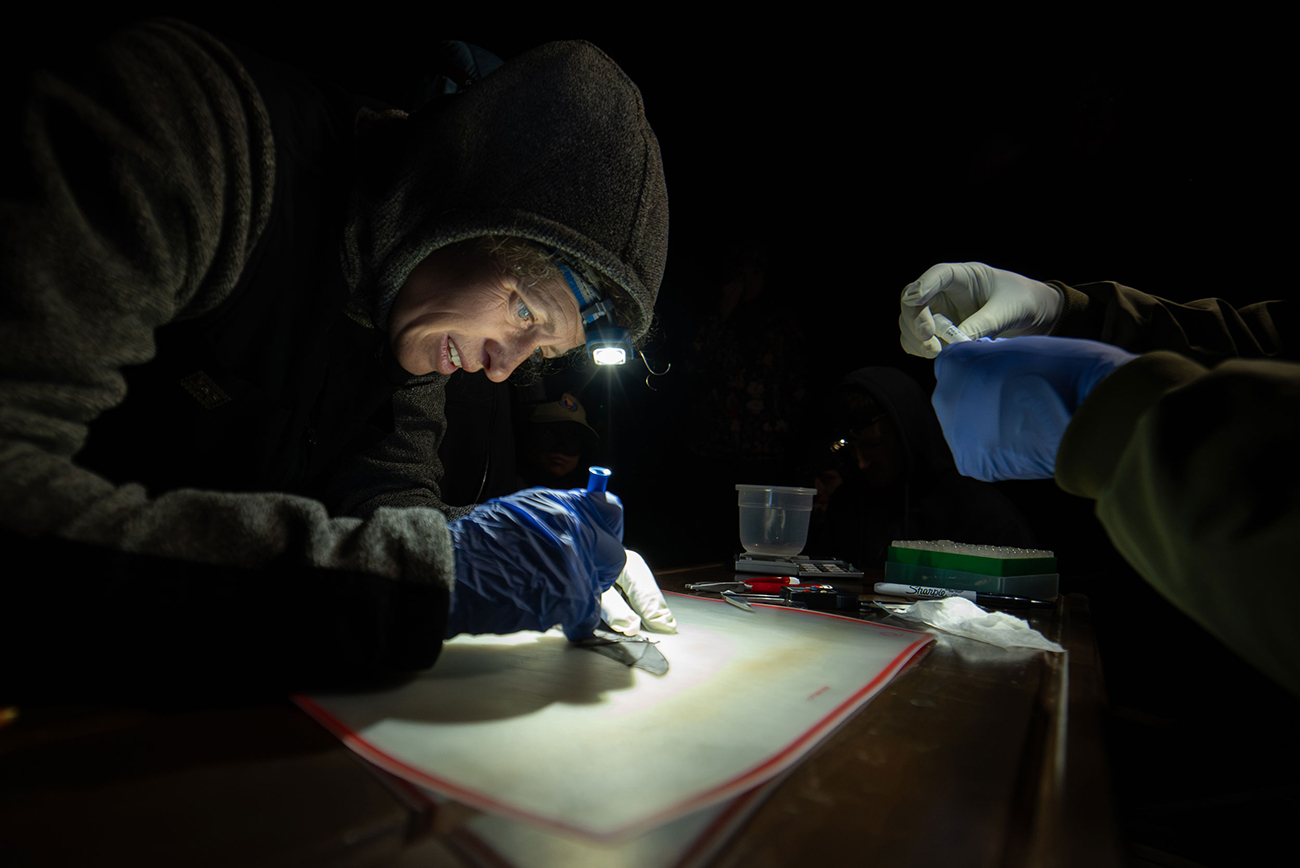 At her field station in Brooks Camp in Katmai National Park and Preserve, Alaska, Reimer takes a small tissue sample from a bat’s wing for genetic analysis.
